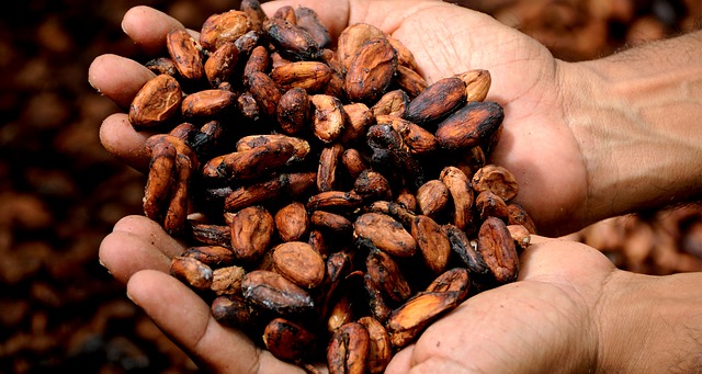 4 raisons d'investir dans le cacao